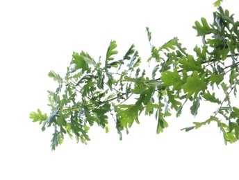 Photo of Oak tree branch with green leaves isolated on white, low angle view