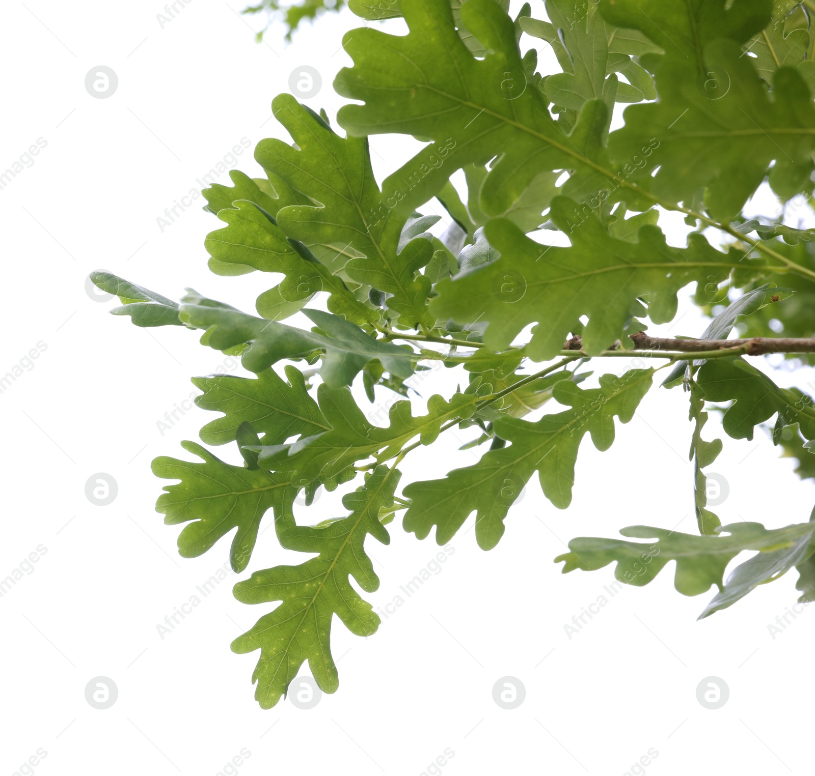 Oak tree branch with green leaves isolated on white, low angle view Photo of Oak tree branch with green leaves isolated on white, low angle view