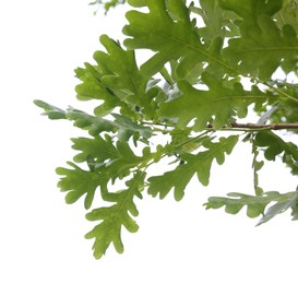 Photo of Oak tree branch with green leaves isolated on white, low angle view