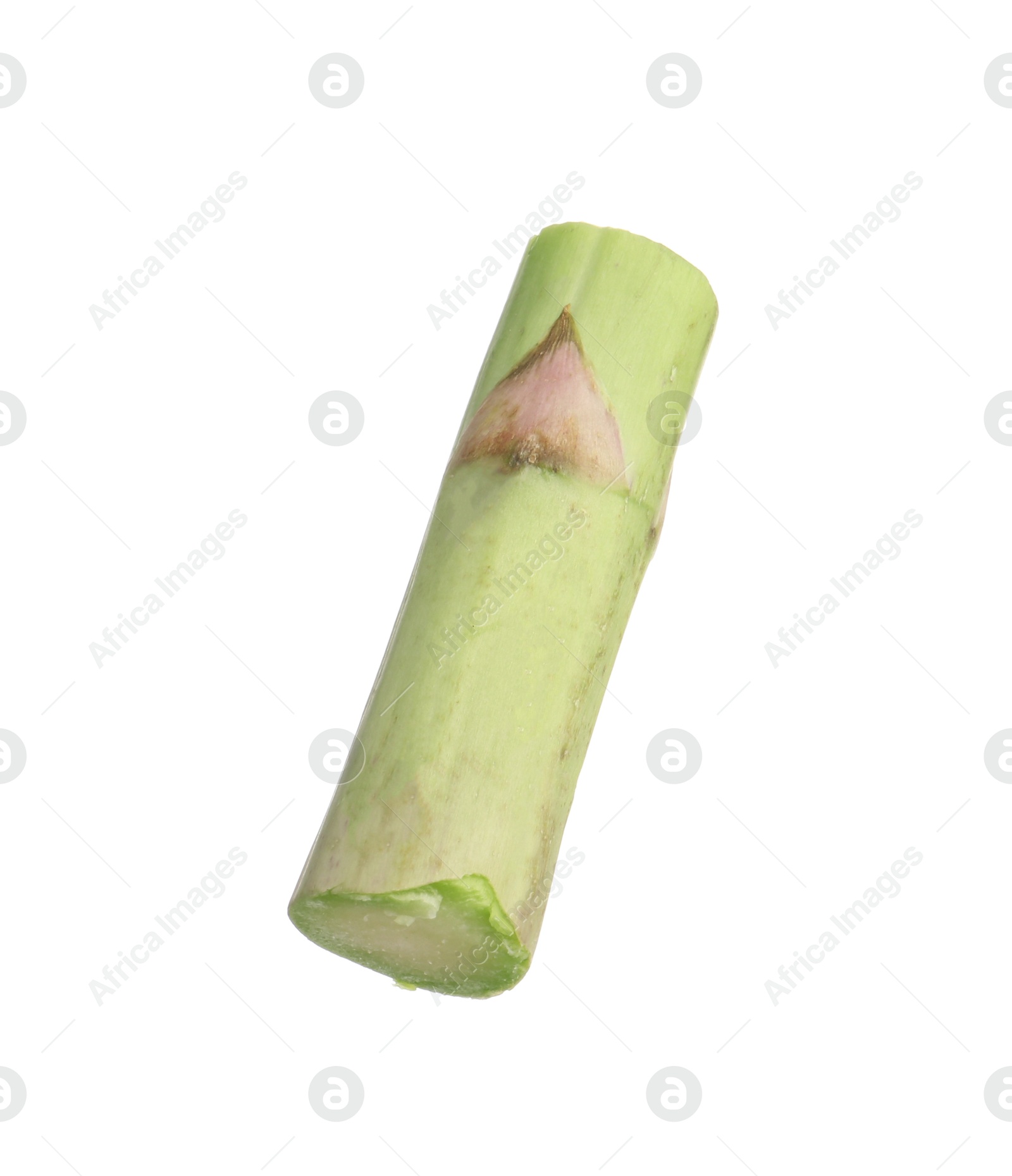 Piece of asparagus spear isolated on white Photo of Piece of asparagus spear isolated on white