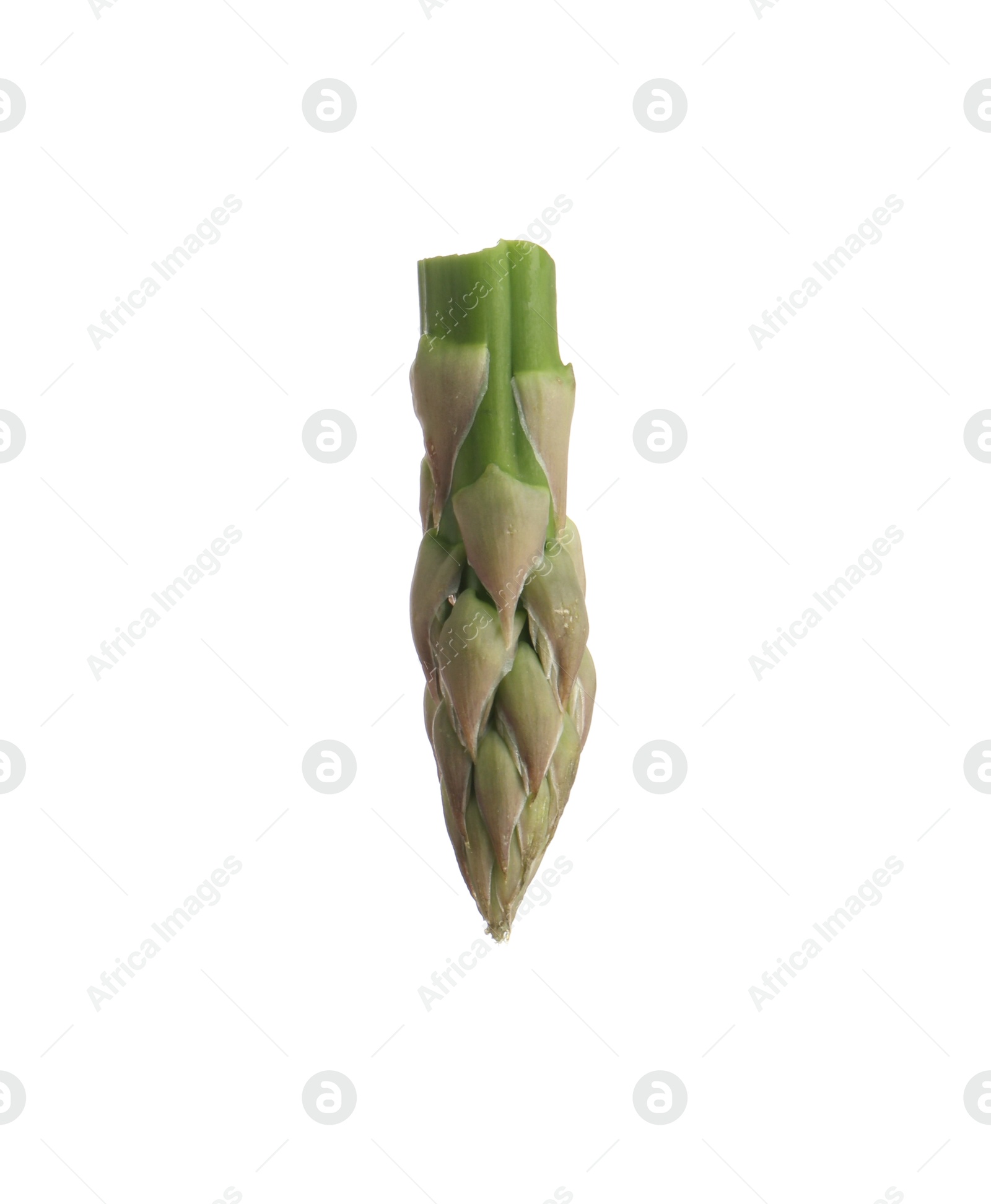 Photo of Piece of asparagus spear isolated on white