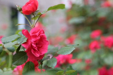 Photo of Bush with beautiful roses blooming outdoors, closeup. Space for text