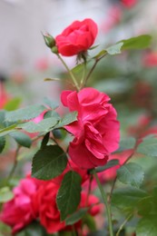Photo of Bush with beautiful roses blooming outdoors, closeup