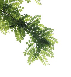Photo of Beautiful tree branch with green leaves isolated on white, bottom view
