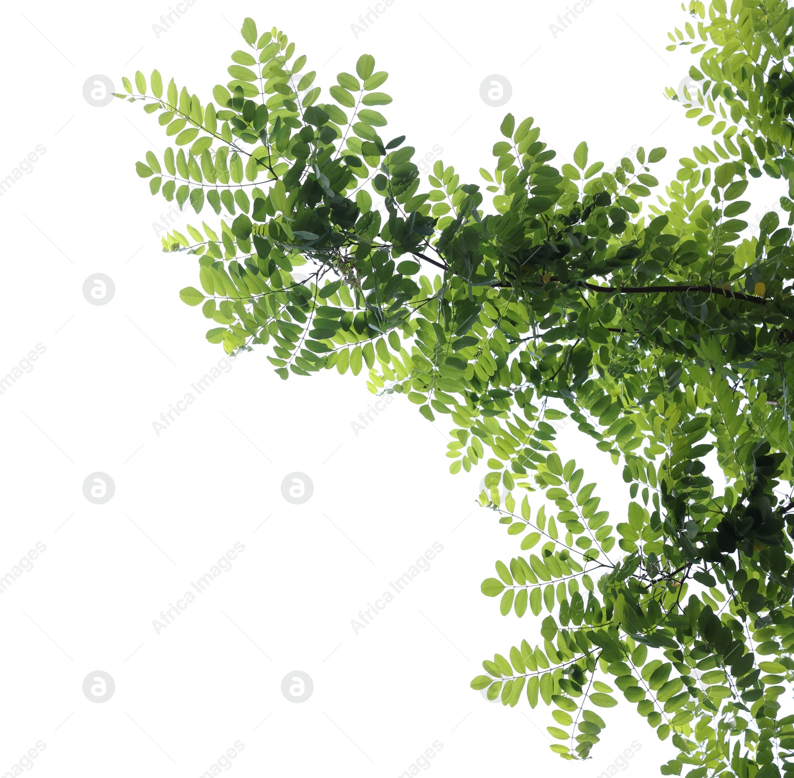 Beautiful tree branches with green leaves isolated on white, low angle view Photo of Beautiful tree branches with green leaves isolated on white, low angle view