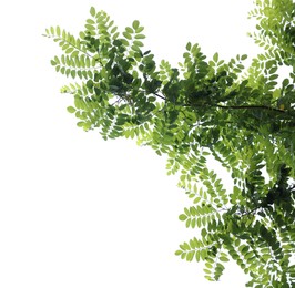 Photo of Beautiful tree branches with green leaves isolated on white, low angle view