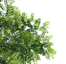 Photo of Beautiful tree branches with green leaves isolated on white, bottom view