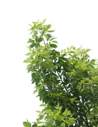 Photo of Beautiful tree branches with green leaves isolated on white, low angle view