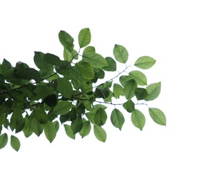 Photo of Beautiful tree branch with green leaves isolated on white, low angle view
