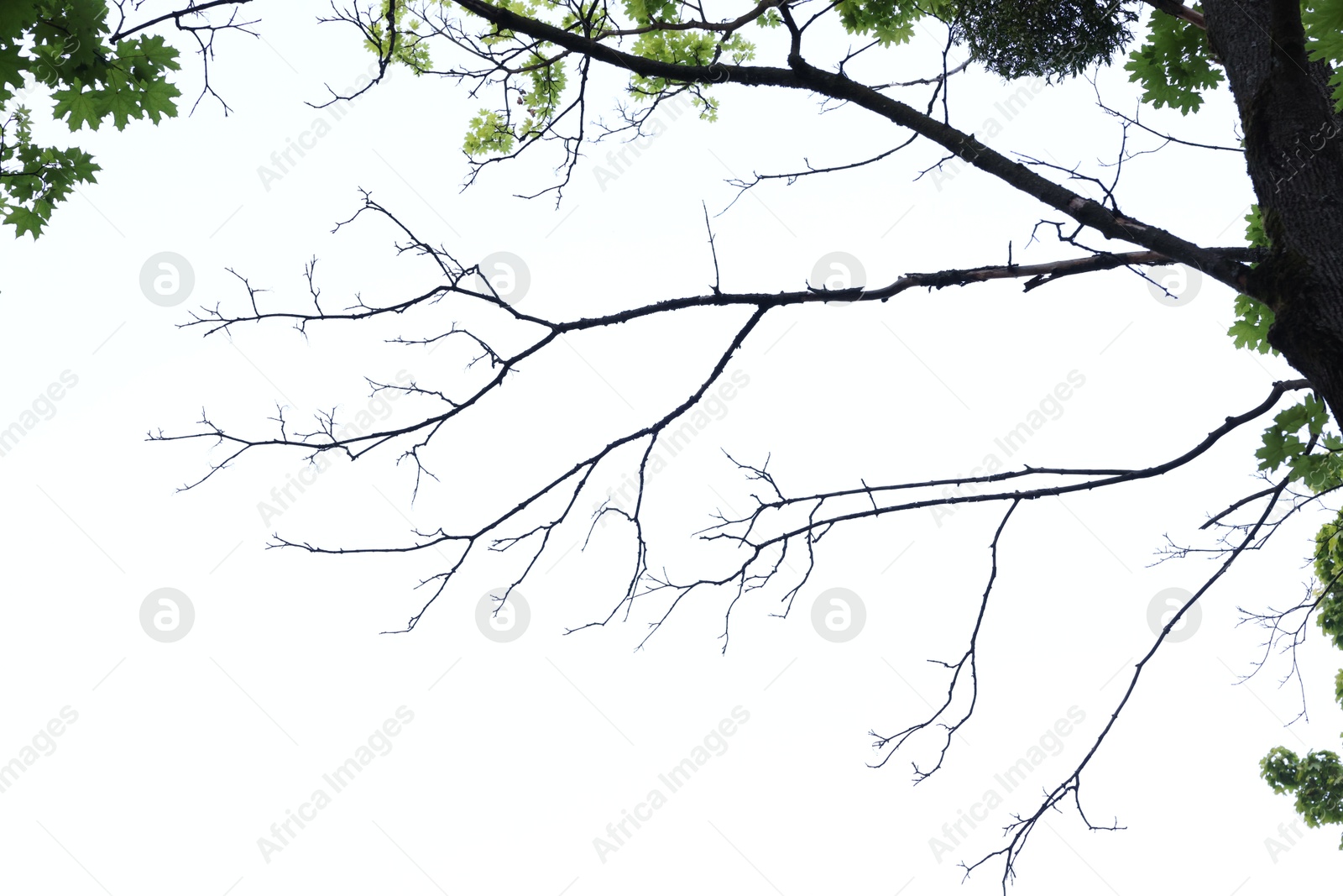 Beautiful tree branches with green leaves on white background, low angle view Photo of Beautiful tree branches with green leaves on white background, low angle view