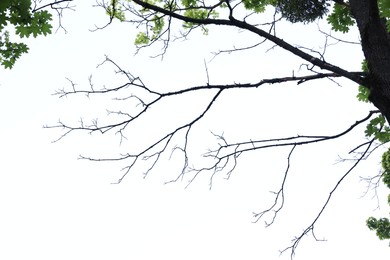 Photo of Beautiful tree branches with green leaves on white background, low angle view