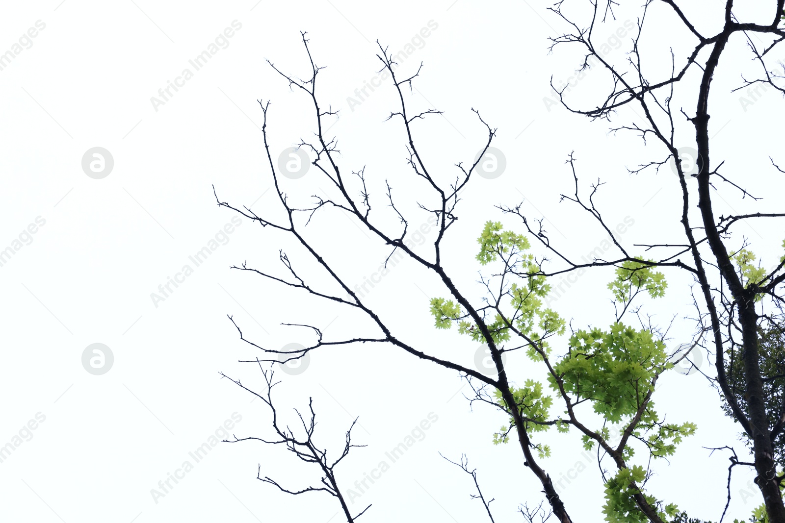 Beautiful tree branches with green leaves on white background, low angle view Photo of Beautiful tree branches with green leaves on white background, low angle view
