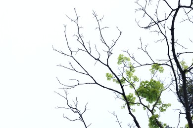 Photo of Beautiful tree branches with green leaves on white background, low angle view