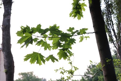 Photo of Beautiful tree branches with green leaves on white background, low angle view
