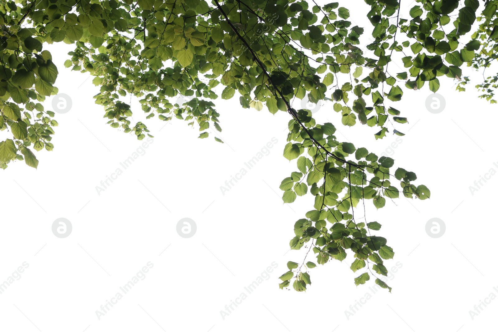Beautiful tree branches with green leaves isolated on white, bottom view Photo of Beautiful tree branches with green leaves isolated on white, bottom view