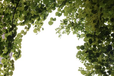 Photo of Beautiful tree branches with green leaves isolated on white, bottom view