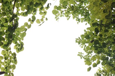Photo of Beautiful tree branches with green leaves isolated on white, bottom view