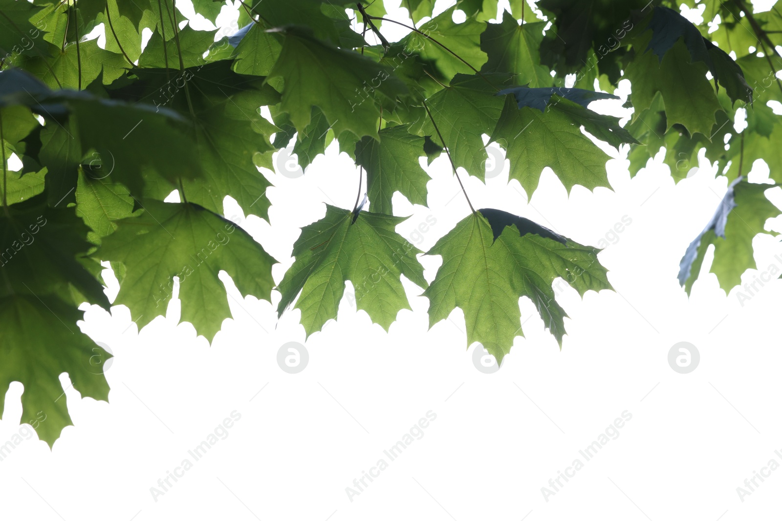 Maple tree branch with green leaves isolated on white Photo of Maple tree branch with green leaves isolated on white