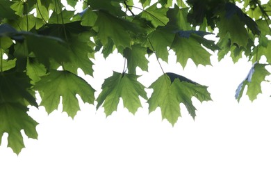Photo of Maple tree branch with green leaves isolated on white