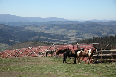 Photo of Cute horses near wooden fence, mountains and forest on sunny day