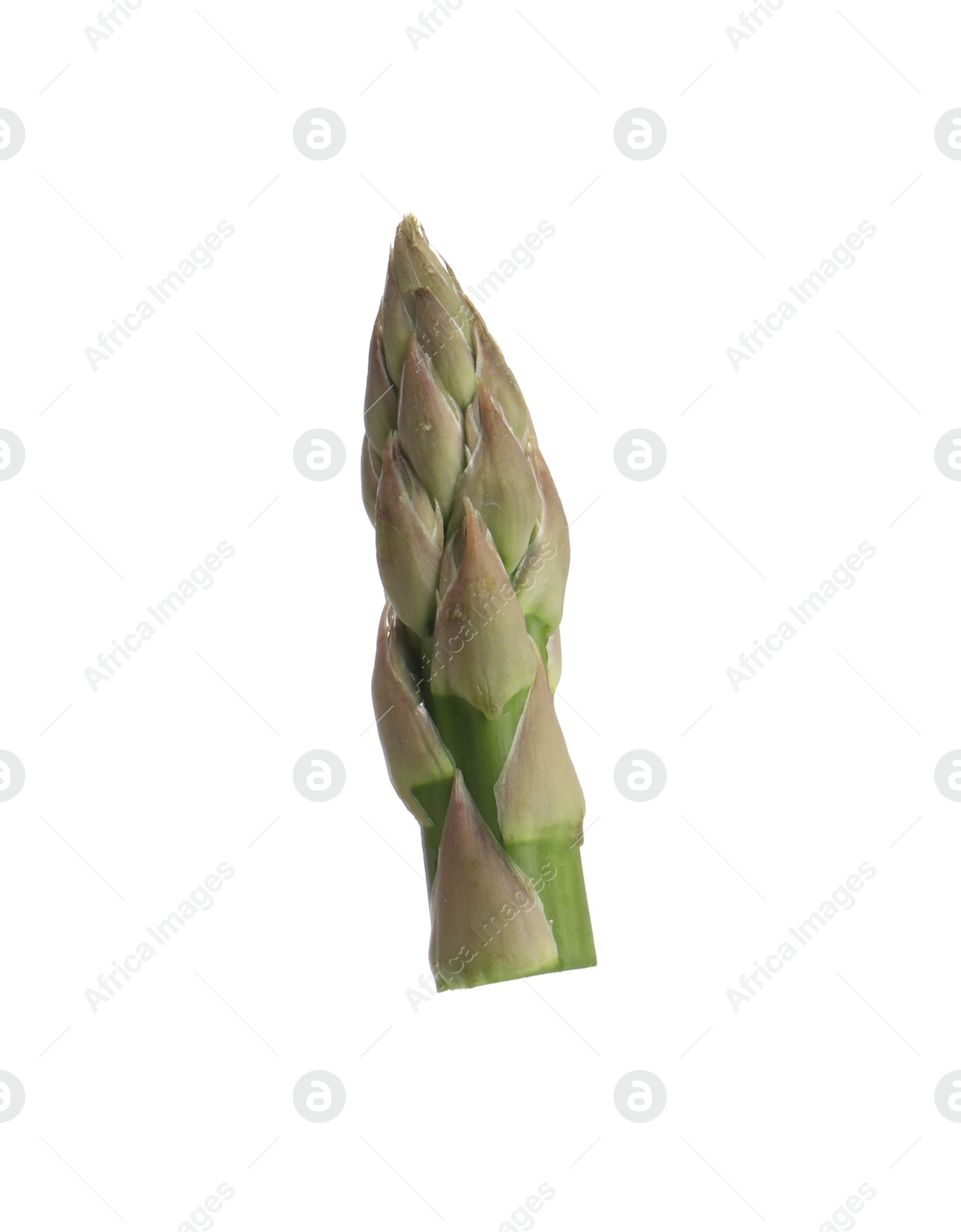 Piece of asparagus spear isolated on white Photo of Piece of asparagus spear isolated on white