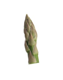 Photo of Piece of asparagus spear isolated on white