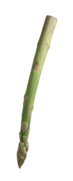 Photo of One raw asparagus spear isolated on white