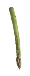 Photo of One raw asparagus spear isolated on white
