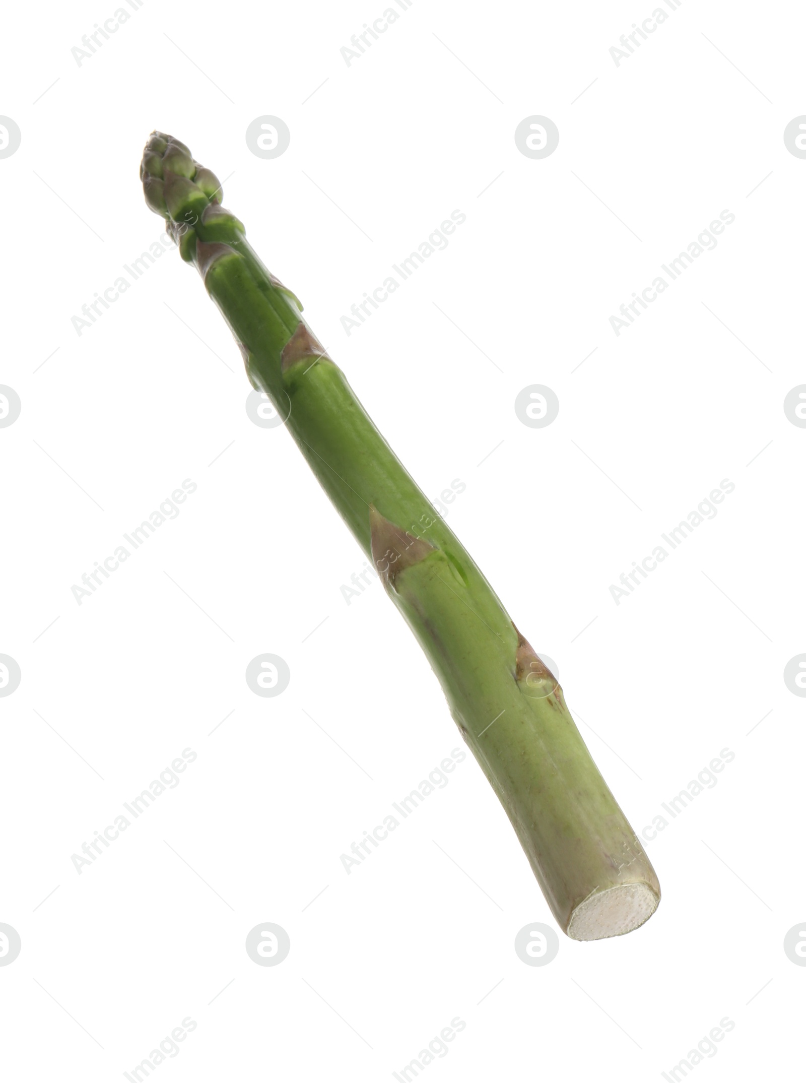 One raw asparagus spear isolated on white Photo of One raw asparagus spear isolated on white