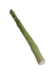 Photo of One raw asparagus spear isolated on white