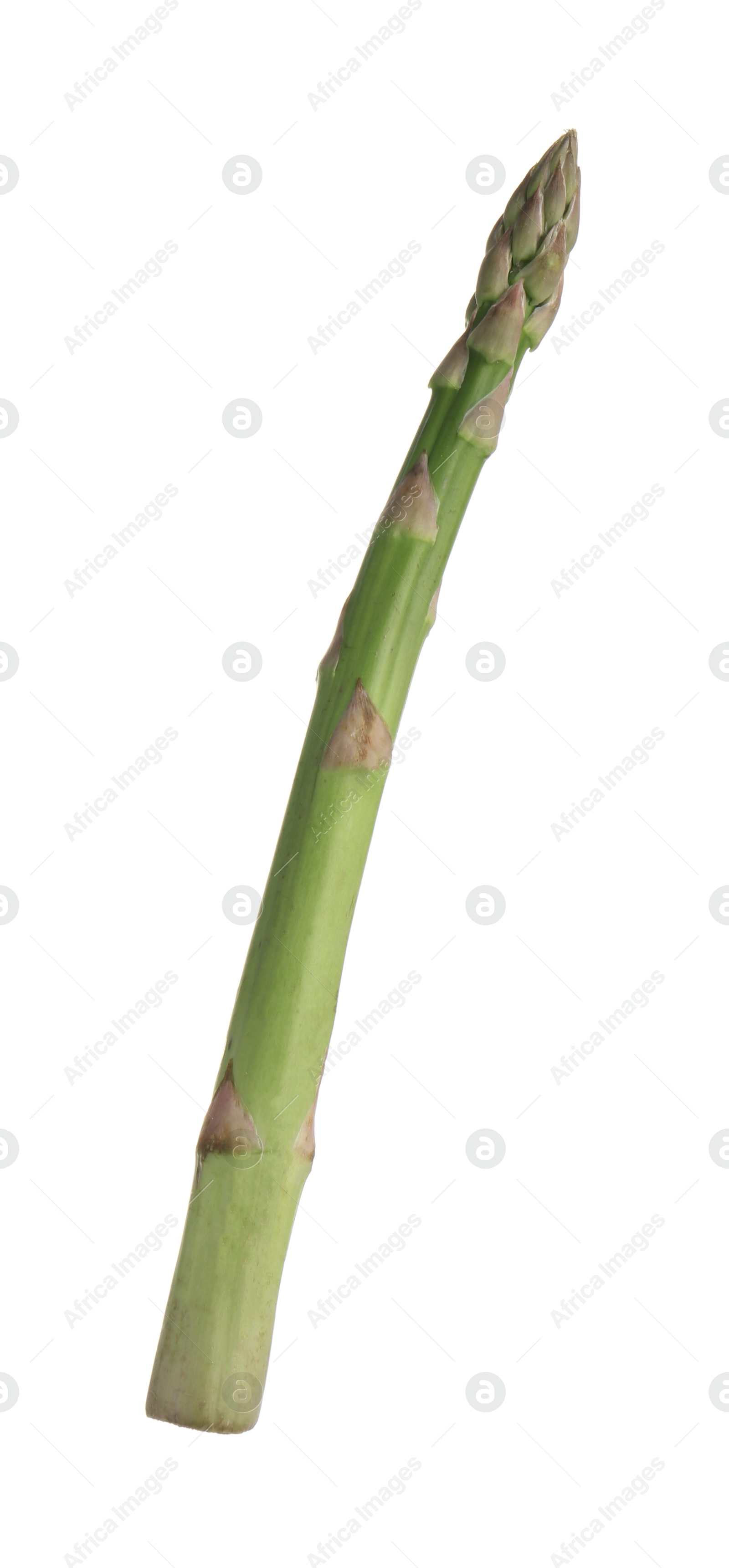 One raw asparagus spear isolated on white Photo of One raw asparagus spear isolated on white