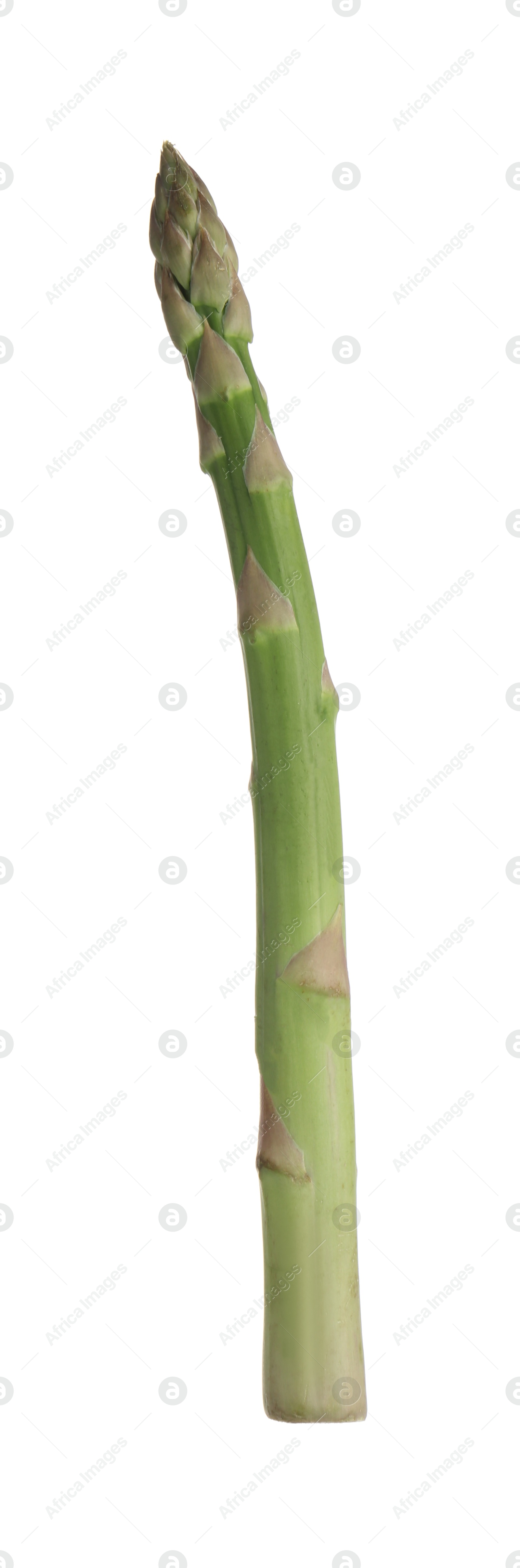 One raw asparagus spear isolated on white Photo of One raw asparagus spear isolated on white