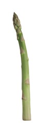Photo of One raw asparagus spear isolated on white
