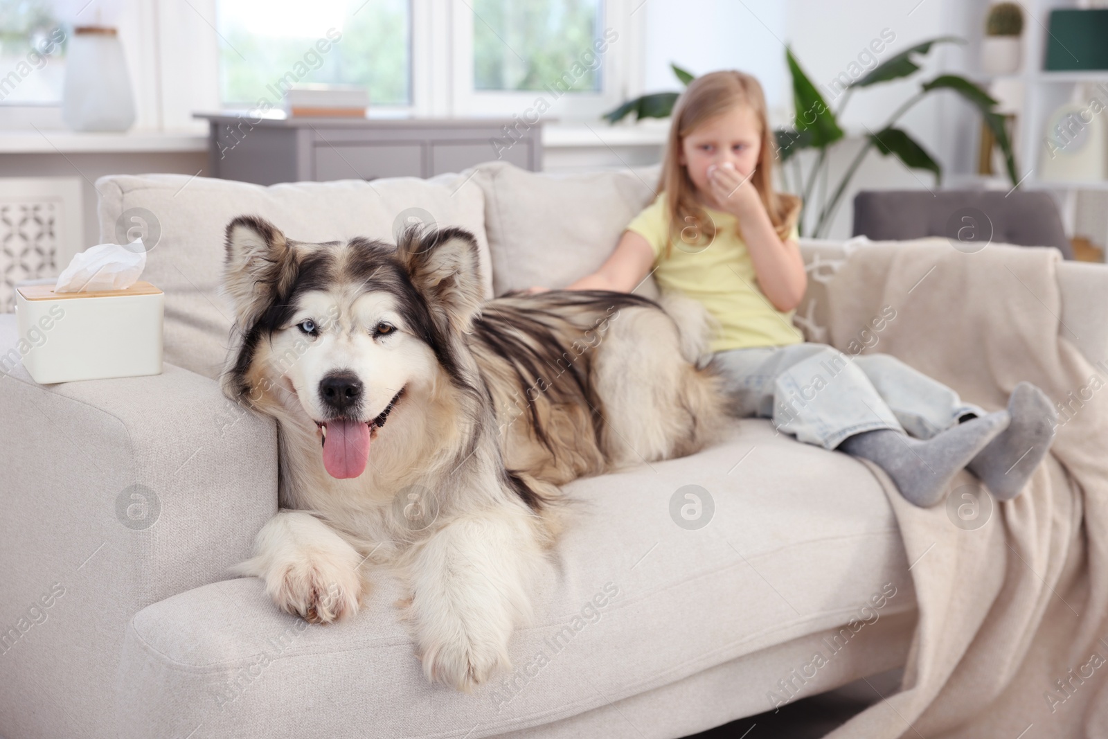 Girl suffering from allergy with her dog at home, selective focus Photo of Girl suffering from allergy with her dog at home, selective focus