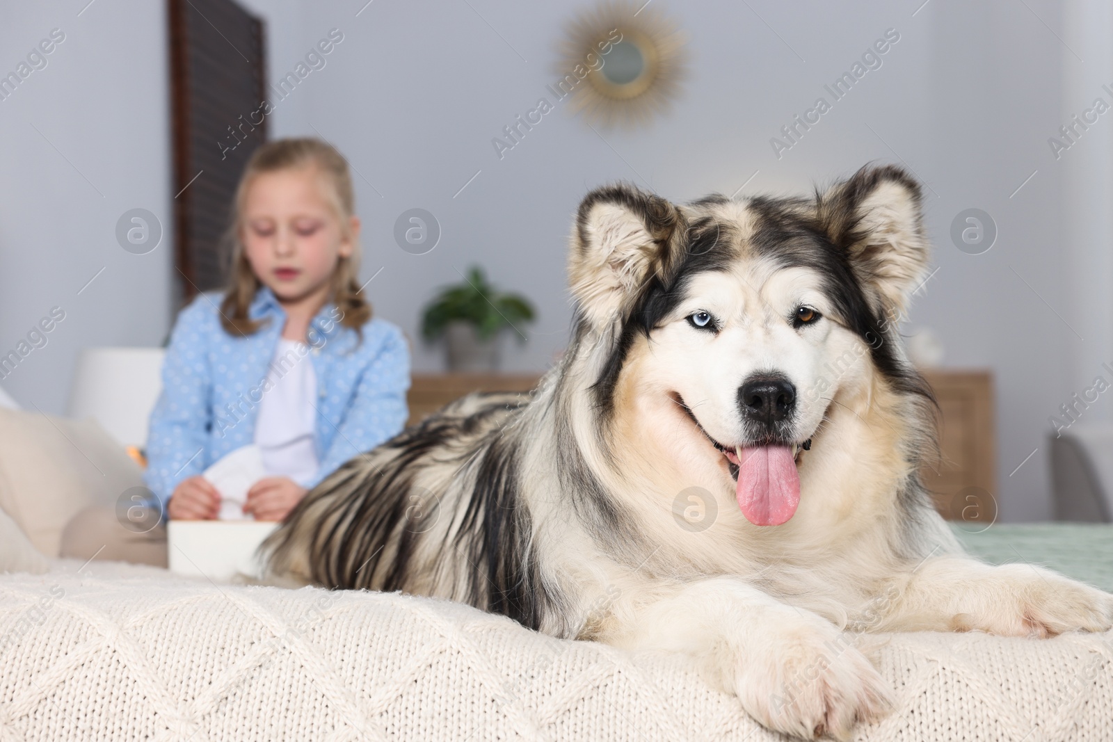 Girl suffering from allergy with her dog on bed at home, selective focus Photo of Girl suffering from allergy with her dog on bed at home, selective focus