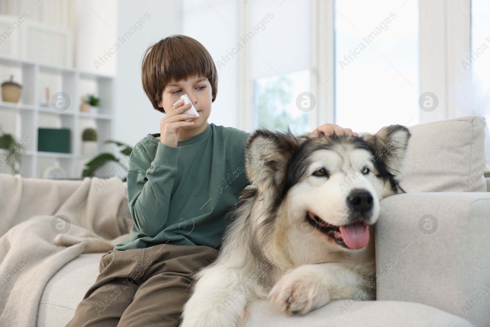 Boy suffering from allergy with her dog on sofa at home Photo of Boy suffering from allergy with her dog on sofa at home