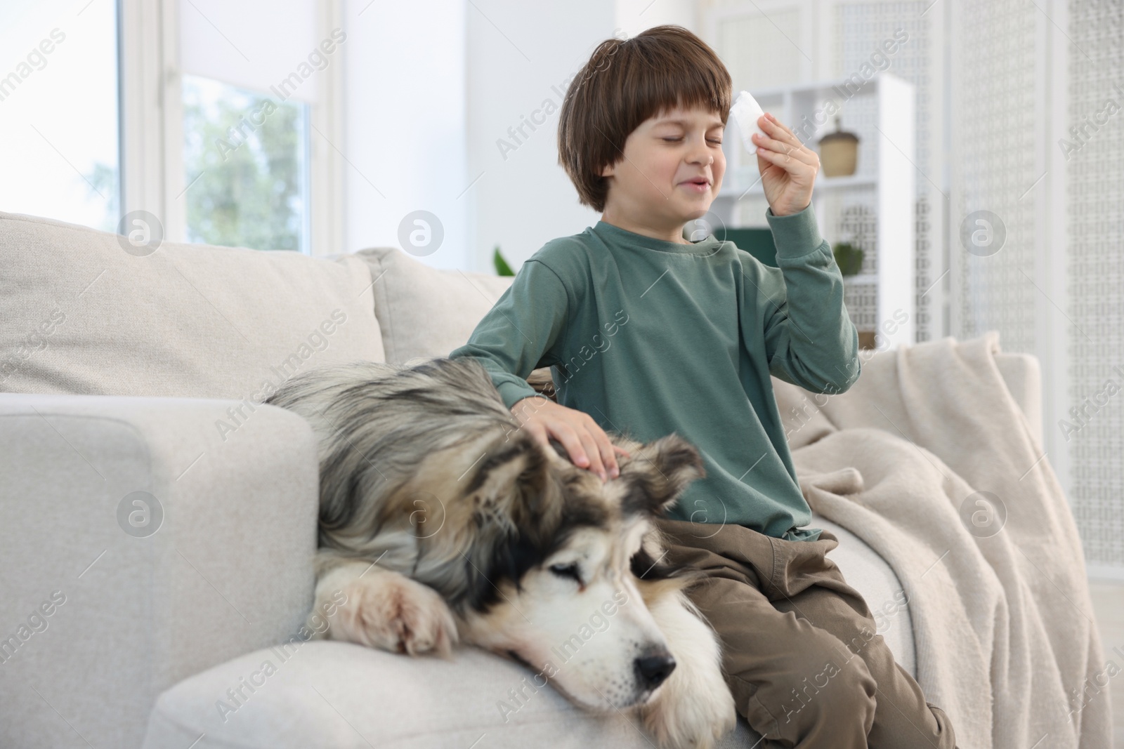 Boy suffering from allergy with her dog on sofa at home Photo of Boy suffering from allergy with her dog on sofa at home