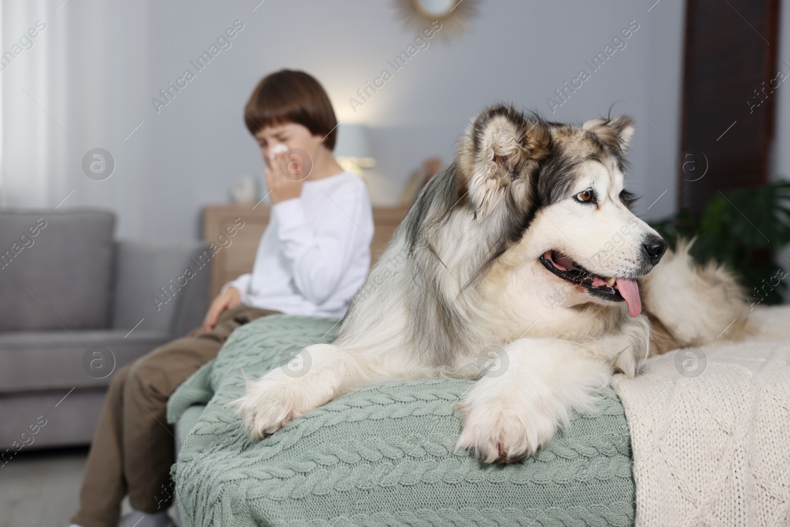 Boy suffering from allergy with her dog on bed at home, selective focus Photo of Boy suffering from allergy with her dog on bed at home, selective focus