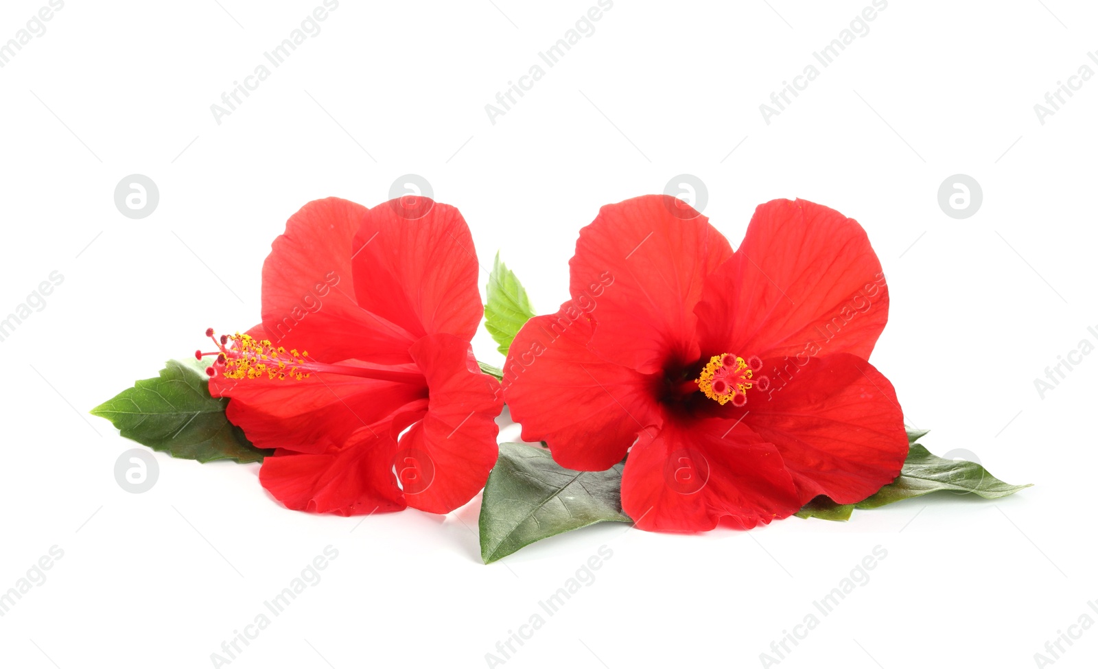 Beautiful red hibiscus flowers with green leaves isolated on white Photo of Beautiful red hibiscus flowers with green leaves isolated on white