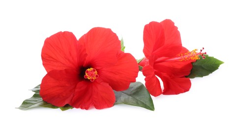 Photo of Beautiful red hibiscus flowers with green leaves isolated on white