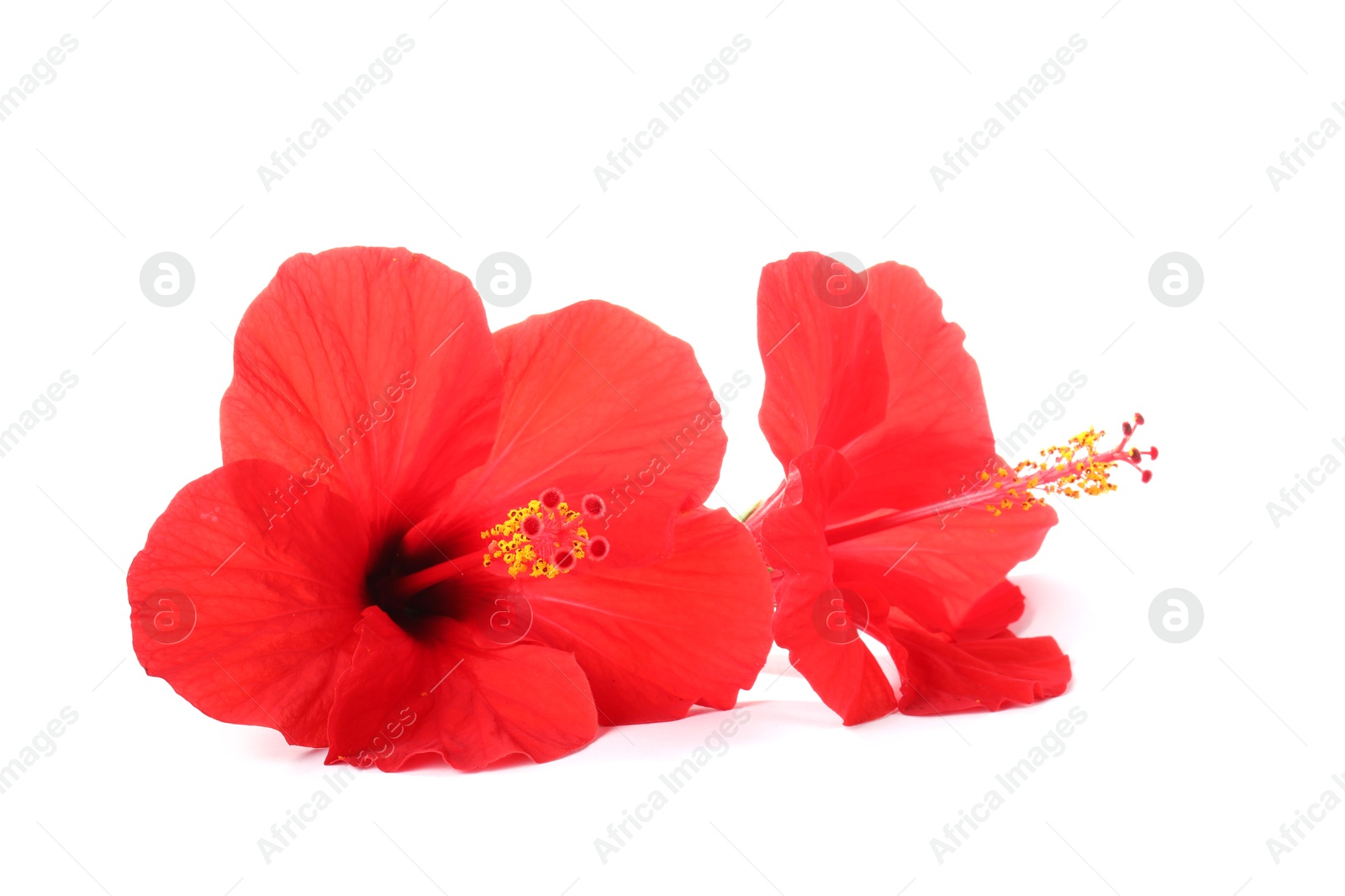 Photo of Beautiful red hibiscus flowers isolated on white