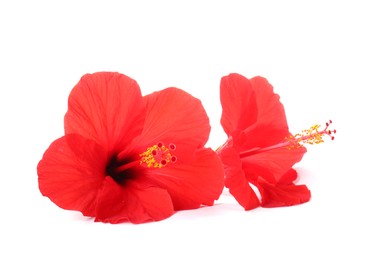 Photo of Beautiful red hibiscus flowers isolated on white