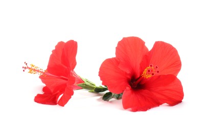Photo of Beautiful red hibiscus flowers isolated on white