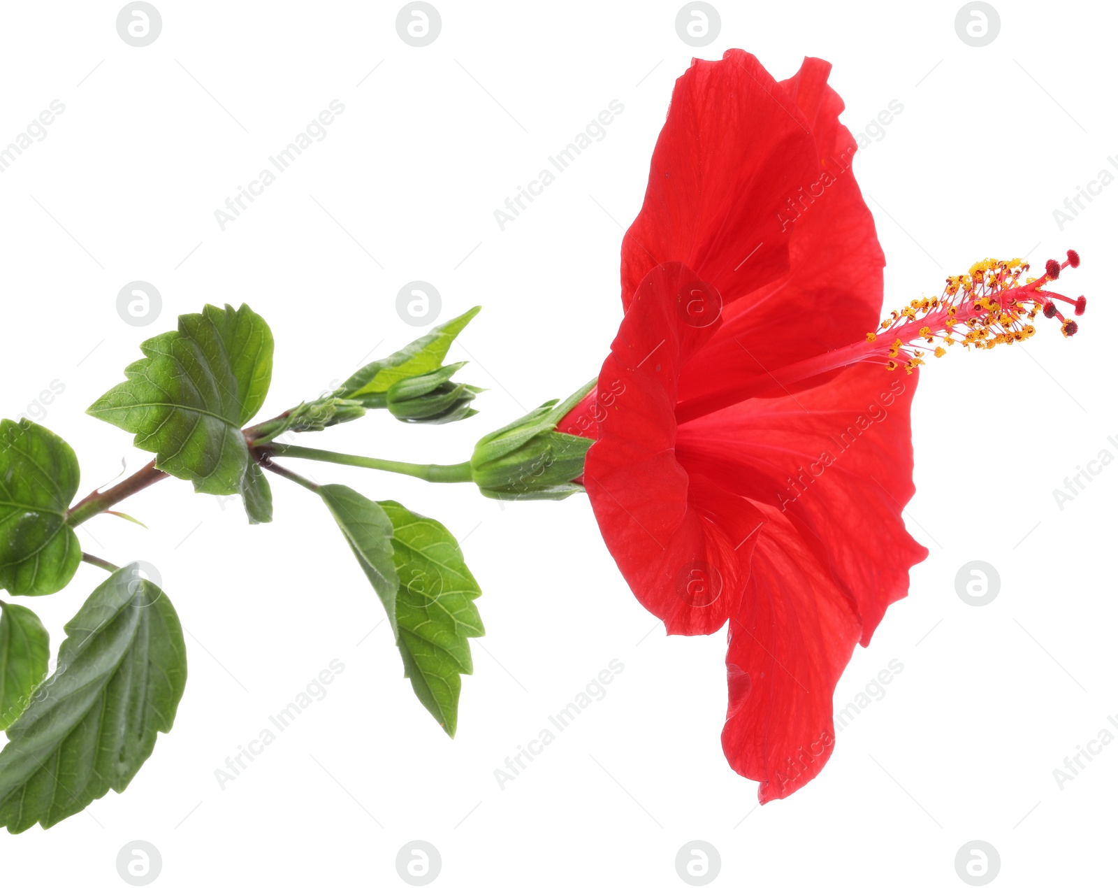Beautiful red hibiscus flower with green leaves isolated on white Photo of Beautiful red hibiscus flower with green leaves isolated on white