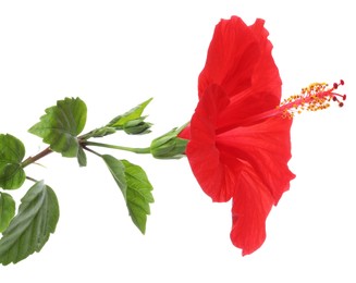 Photo of Beautiful red hibiscus flower with green leaves isolated on white