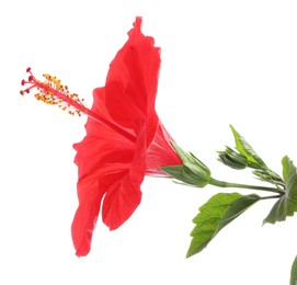 Photo of Beautiful red hibiscus flower with green leaves isolated on white