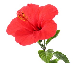 Photo of Beautiful red hibiscus flower with green leaves isolated on white