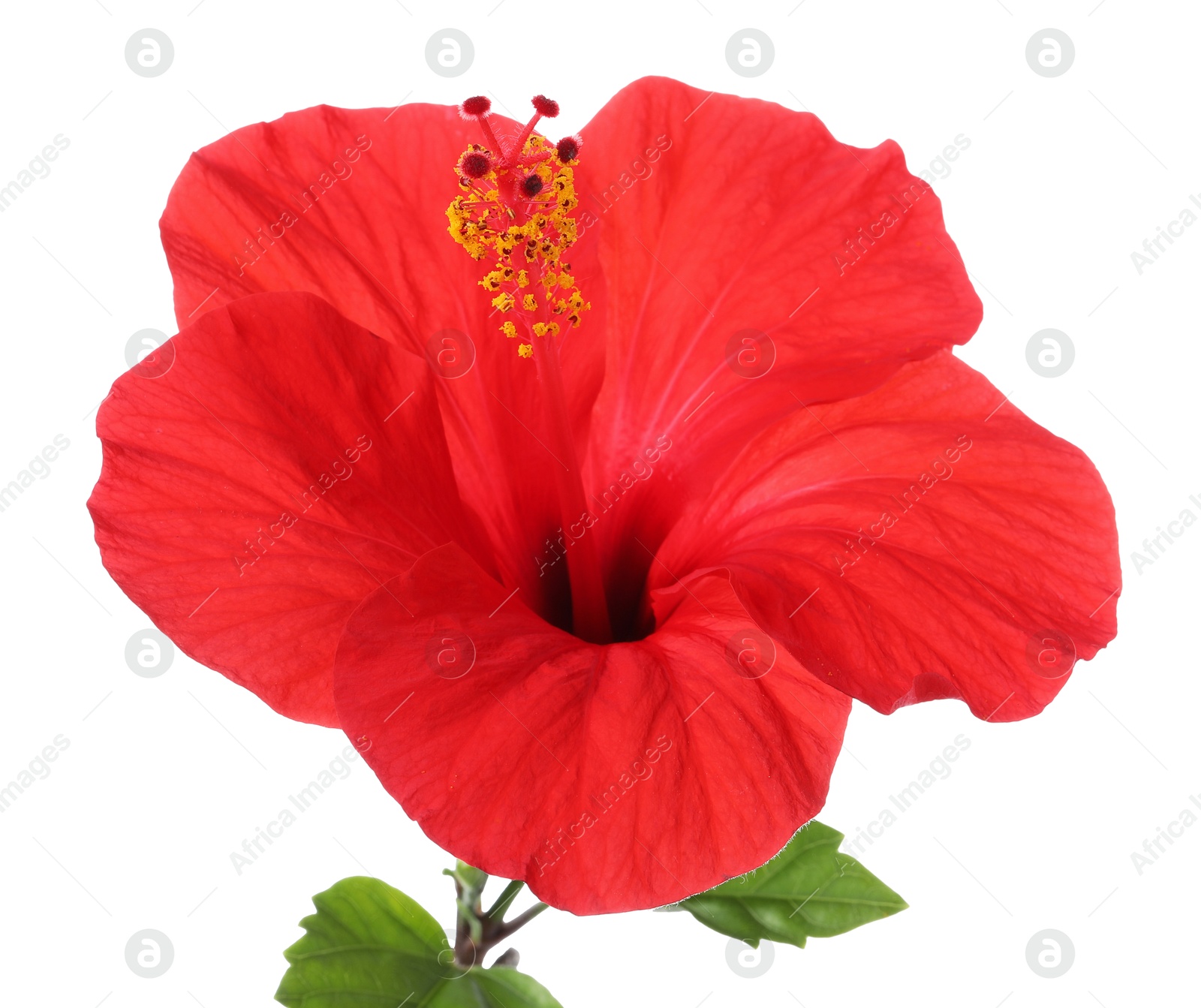 Beautiful red hibiscus flower isolated on white Photo of Beautiful red hibiscus flower isolated on white
