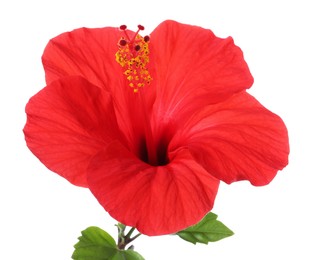 Photo of Beautiful red hibiscus flower isolated on white
