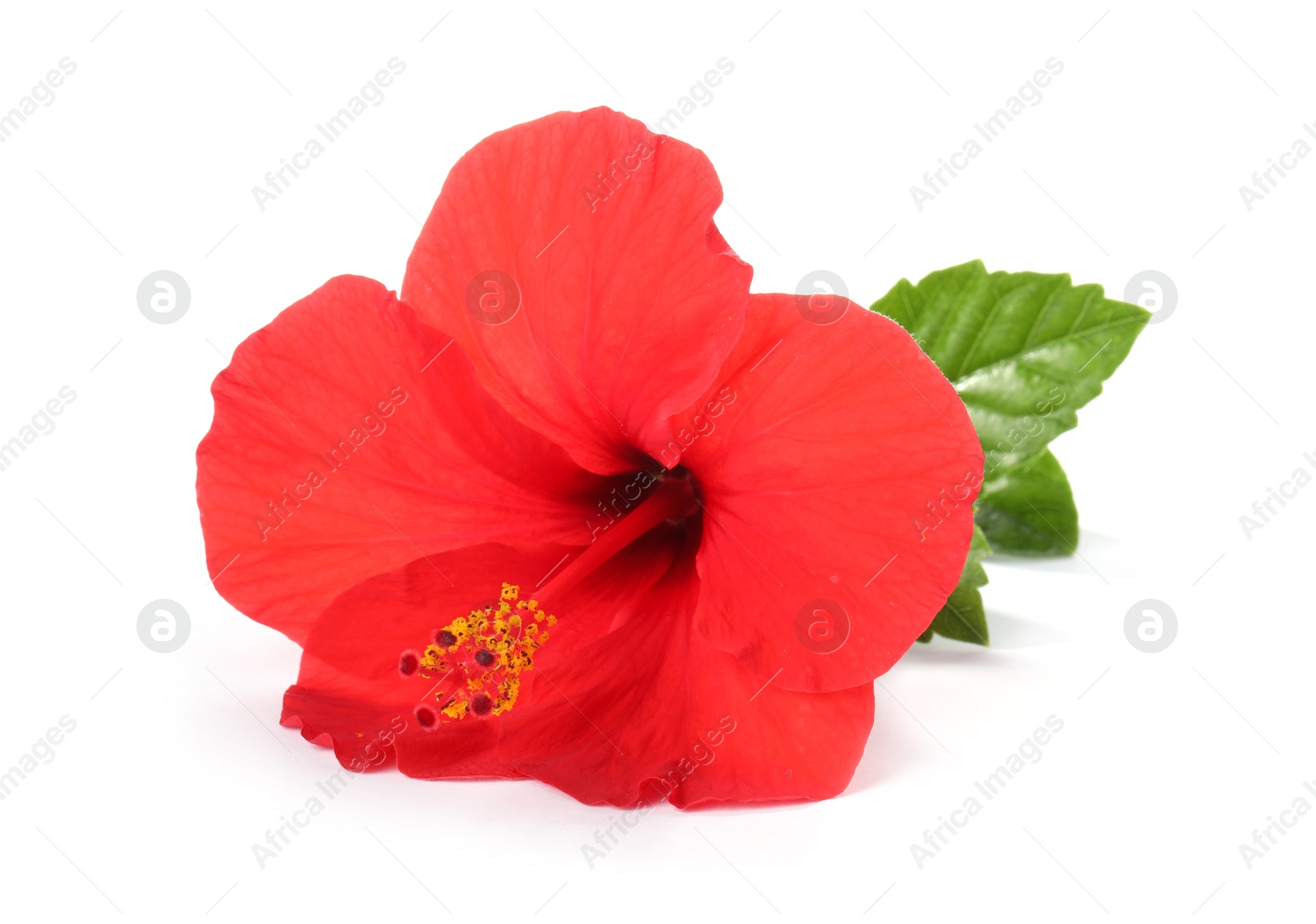 Beautiful red hibiscus flower with green leaves isolated on white Photo of Beautiful red hibiscus flower with green leaves isolated on white